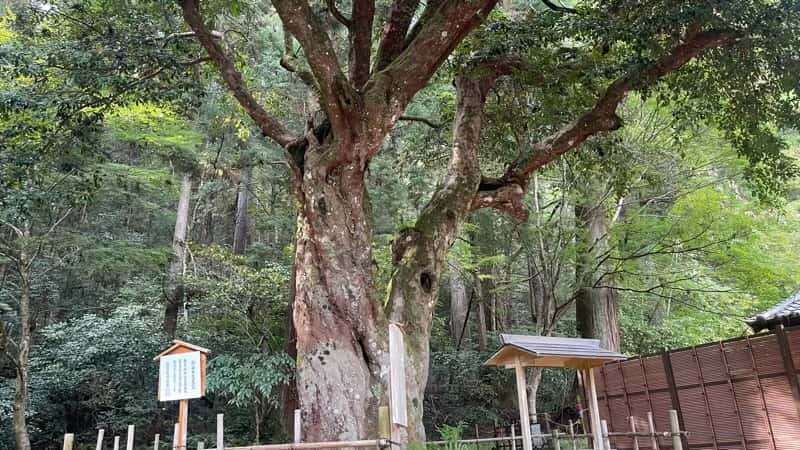 小國神社の縁結びの木、ひょうの木