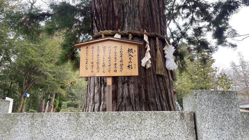 諏訪大社下社秋宮　ネイリの杉