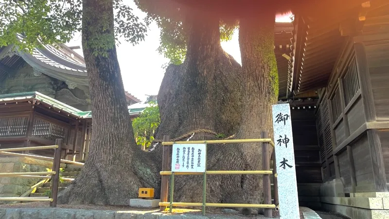 焼津神社の御神木