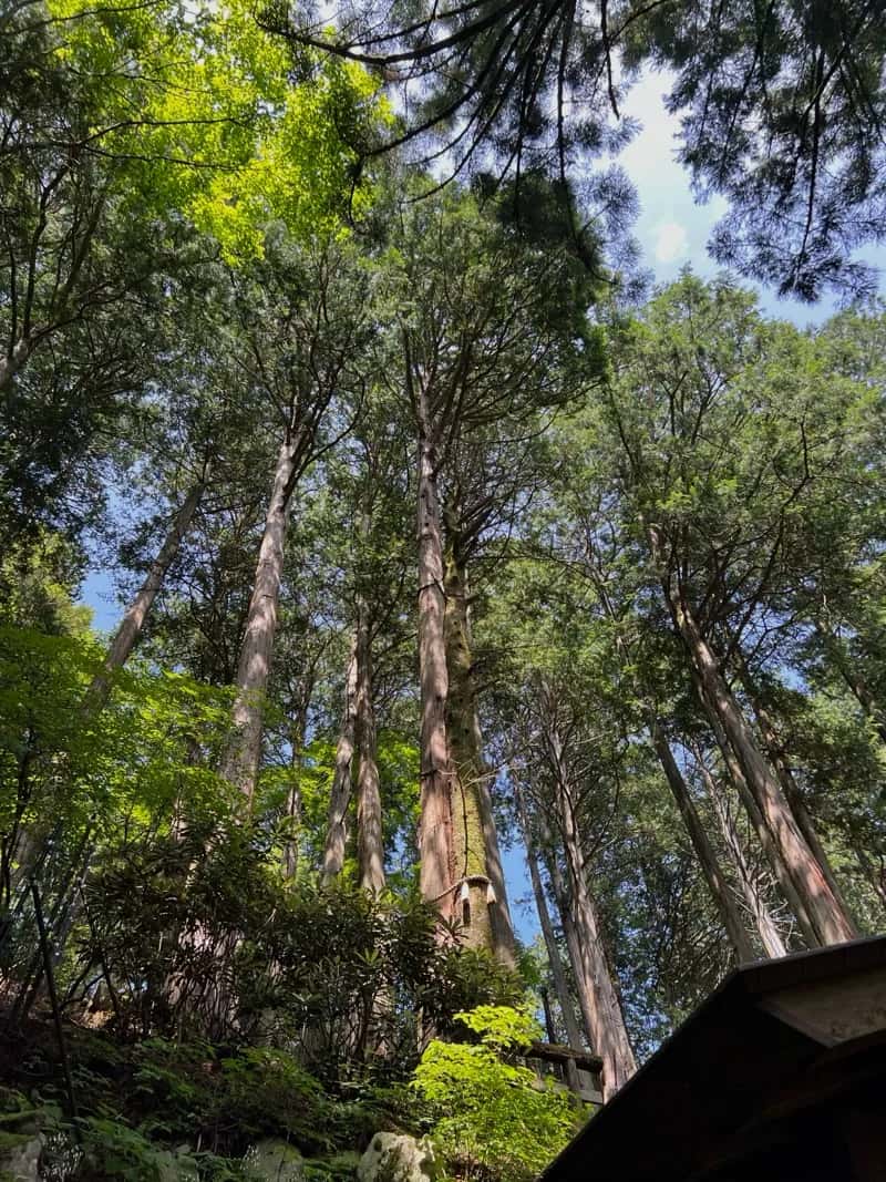 三峯神社のえんむすびの木