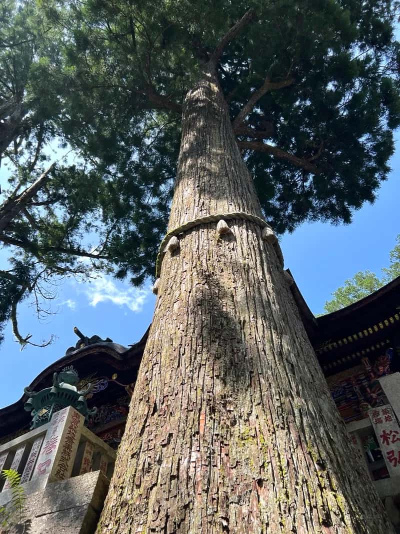 三峯神社の御神木重忠杉